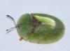 Cassida sp.